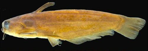 Trachelyichthys gaiophanes = Holotype-female-Santa Isabel do Rio Negro, Paricatuba, lake at bank of Rio Negro, Amazon basin, Amazonas, Brazil