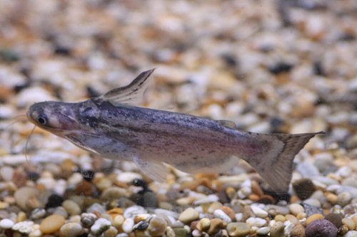Trachelyopterus fisheri 
