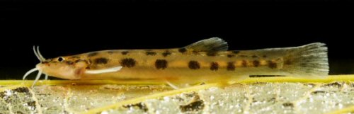 Trichomycterus altipombensis = Paratype, 34.0mm SL