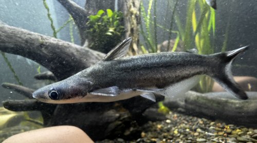 Tympanopleura atronasus = female