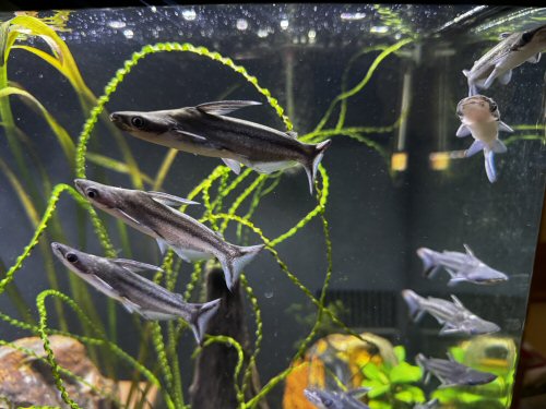 Tympanopleura atronasus = group in aquarium