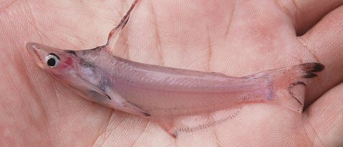 Tympanopleura personata = In life-lateral view-paratype, Iquiri River, L&aacute;brea, Amazonas, Brazil