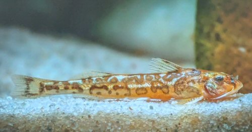 Zaireichthys sp. "leopard spot"