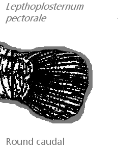 Lepthoplosternum pectorale=Round Caudal