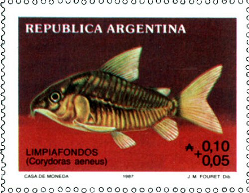 Corydoras aeneus = stamp