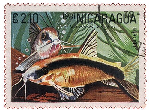Corydoras granti = stamp