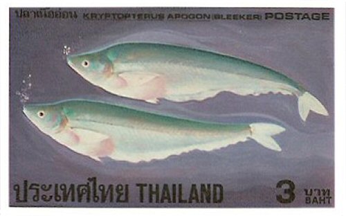 Catfish Stamp = Phalacronotus apogon
