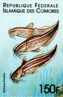 Catfish Stamp = Plotosus lineatus