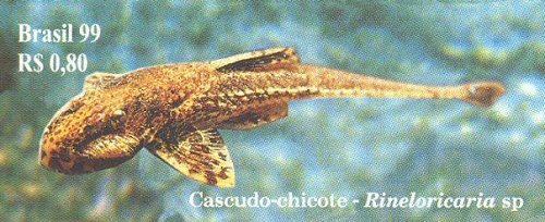 Rineloricaria latirostris = Catfish Stamp