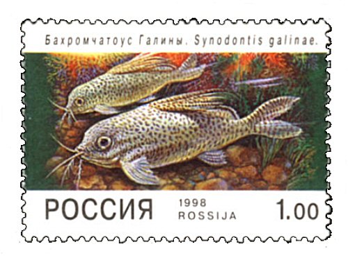 Catfish Stamp = Synodontis euptera 