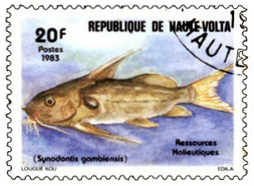 Catfish Stamp = Synodontis schall