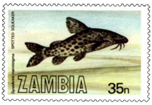 Catfish Stamp = Synodontis macrostigma
