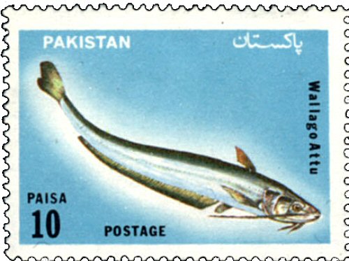 Catfish Stamp = Wallago attu